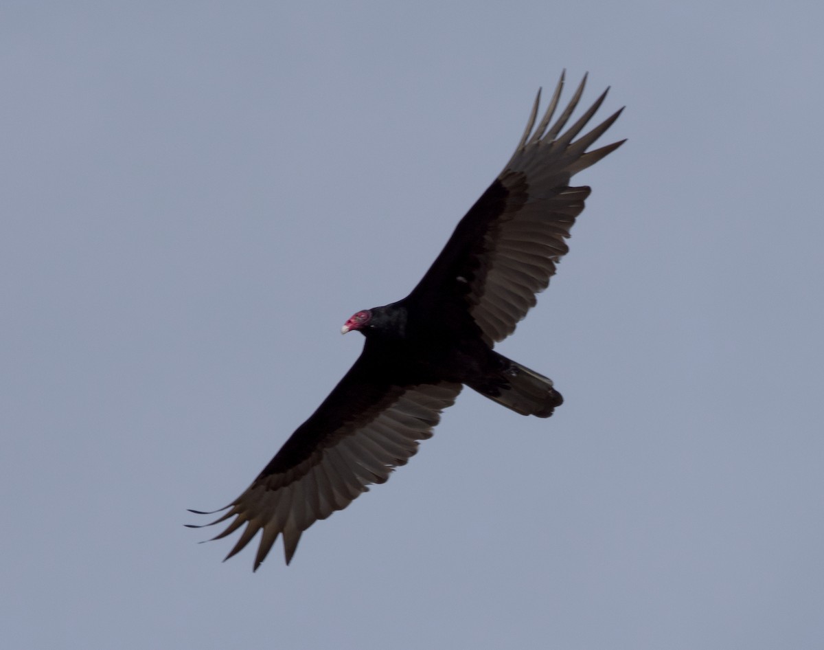 Turkey Vulture - ML615877337