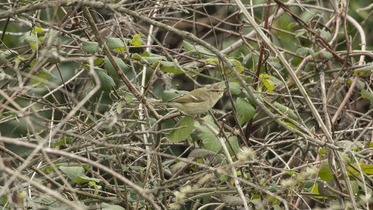 Hume's Warbler - ML615877407