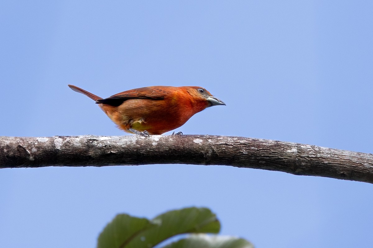 Hepatic Tanager - ML615877447