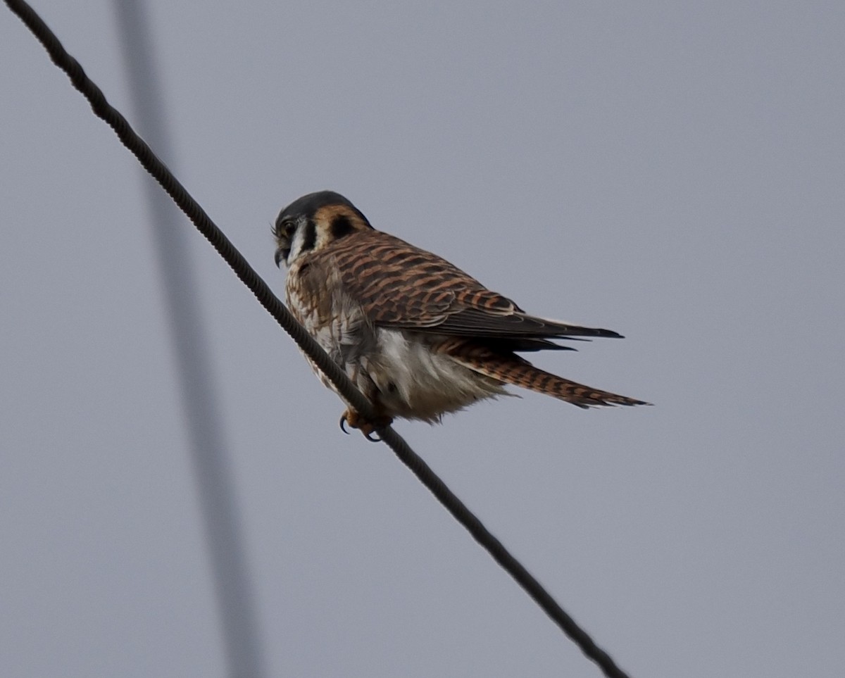 American Kestrel - Jim Sparrell