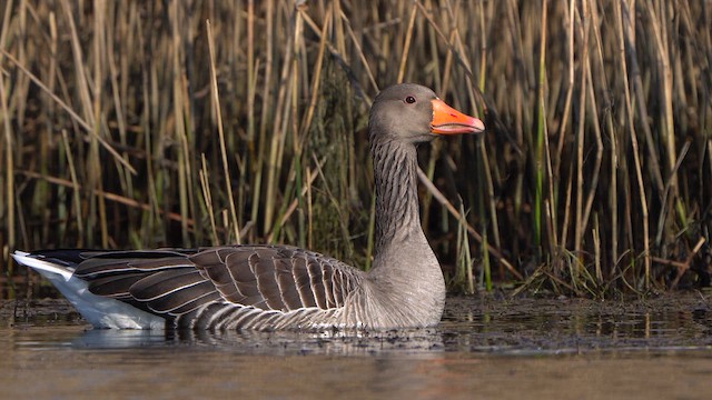 Graylag Goose - ML615877467