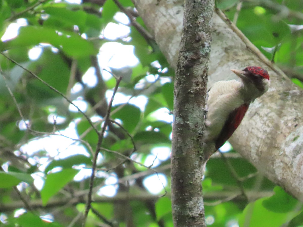 Scarlet-backed Woodpecker - ML615877474