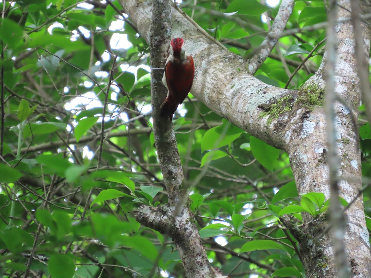 Scarlet-backed Woodpecker - ML615877486