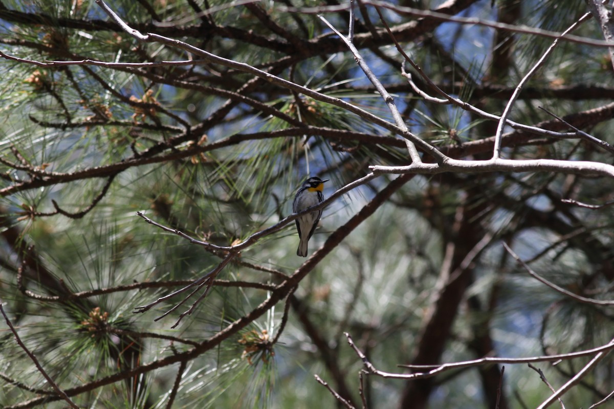 Yellow-throated Warbler - Kevin Reifenberg