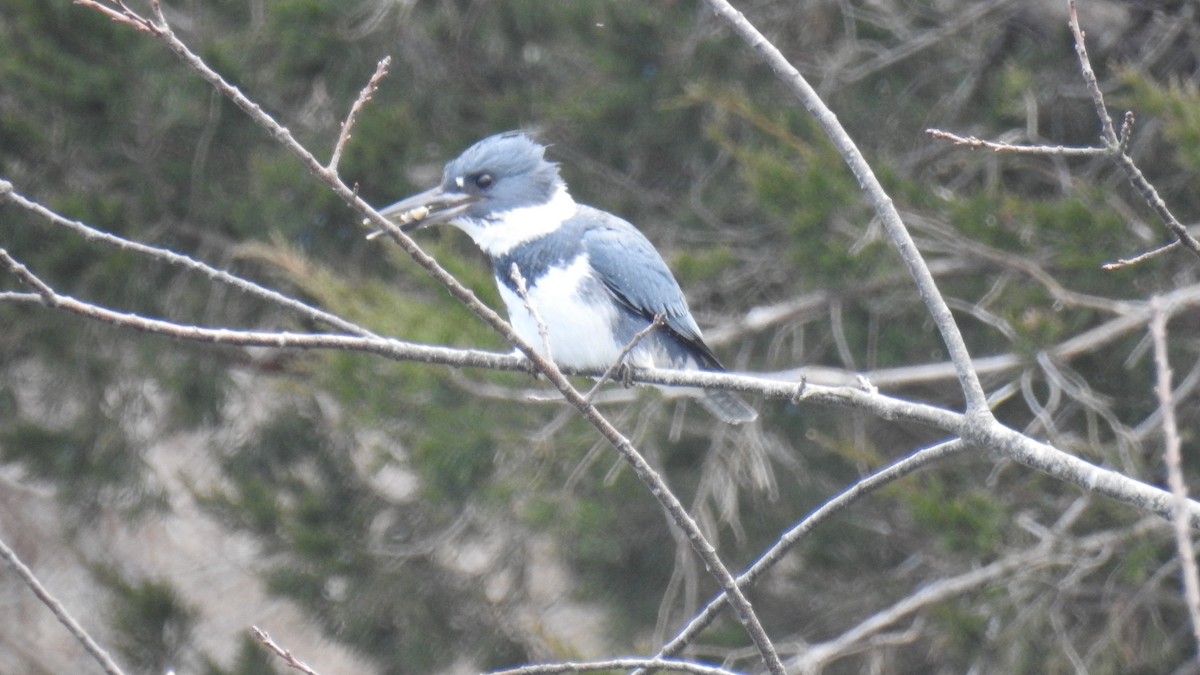 Belted Kingfisher - Anca Vlasopolos