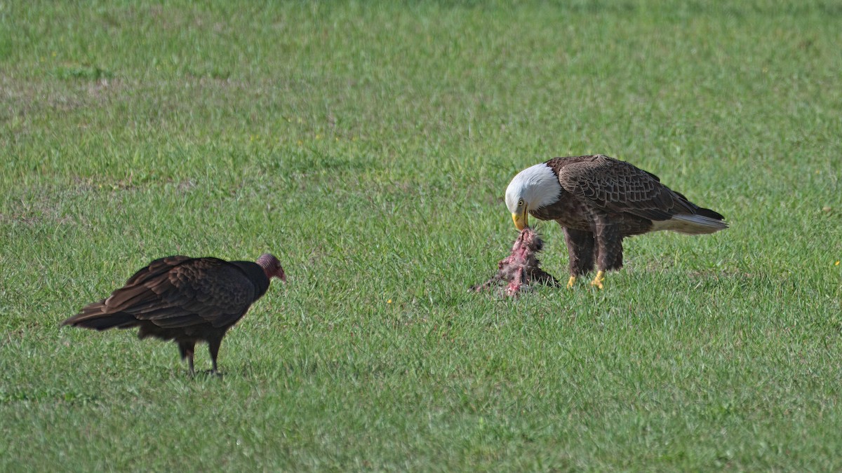 Bald Eagle - ML615877653