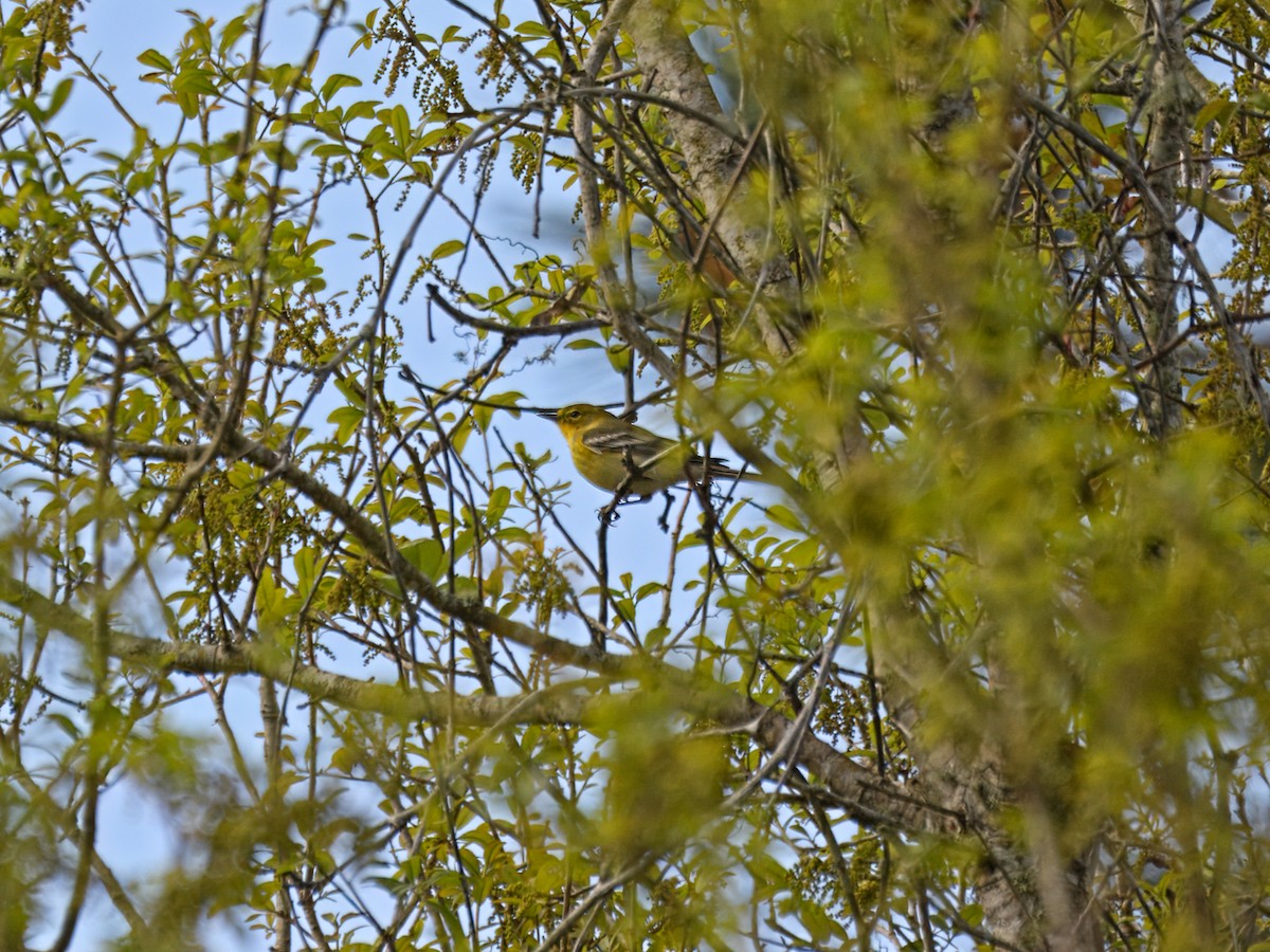Pine Warbler - ML615877694