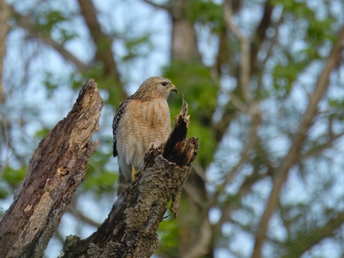 Red-shouldered Hawk - ML615877728