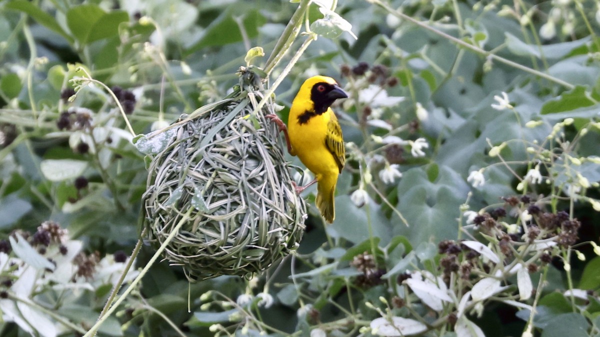 Southern Masked-Weaver - ML615877734