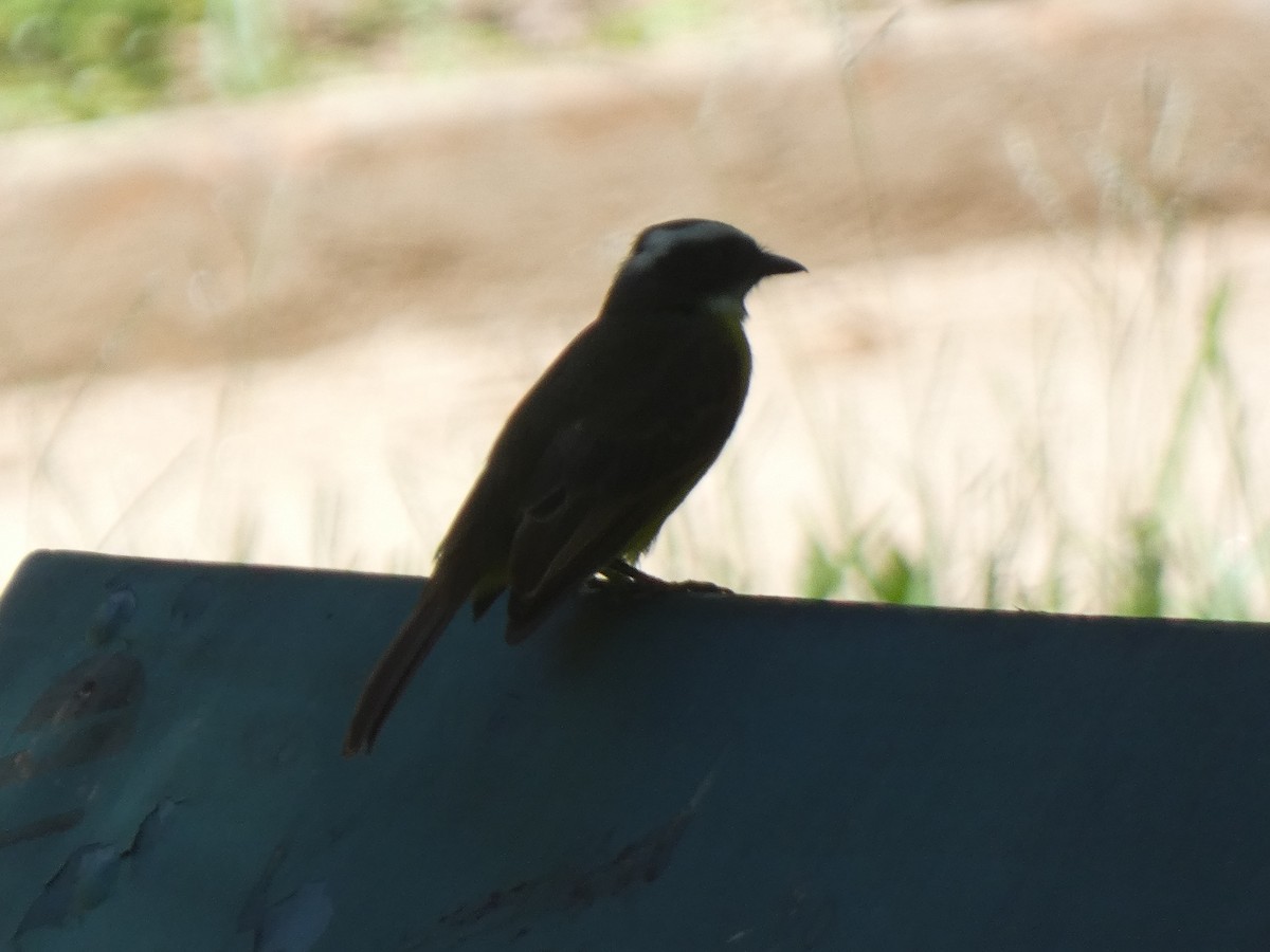 Social Flycatcher - Iván de la Torre Gómez