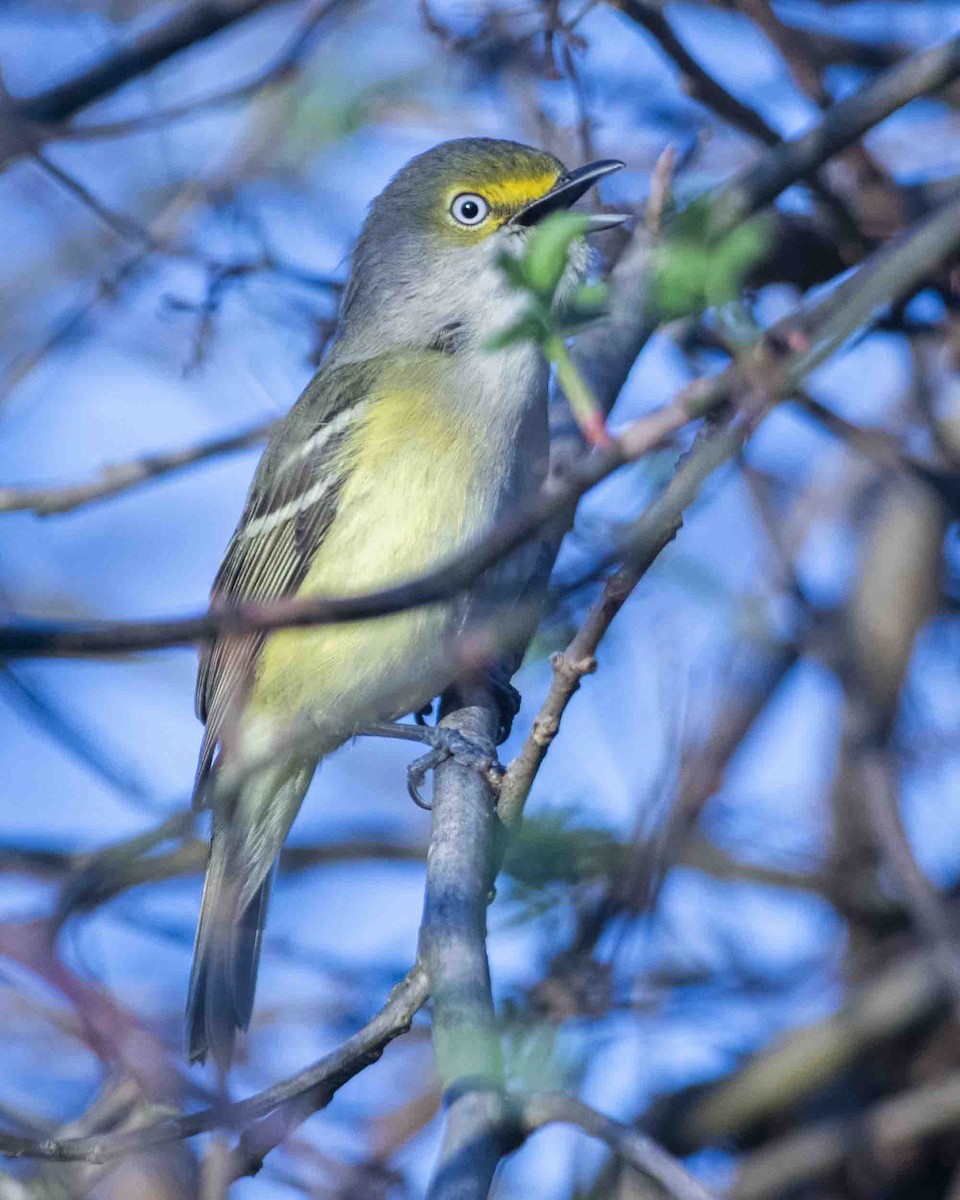 White-eyed Vireo - ML615877758