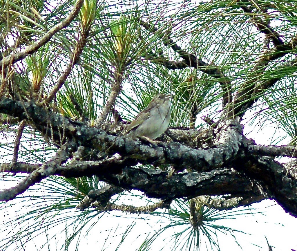 Bachman's Sparrow - Rick Taylor