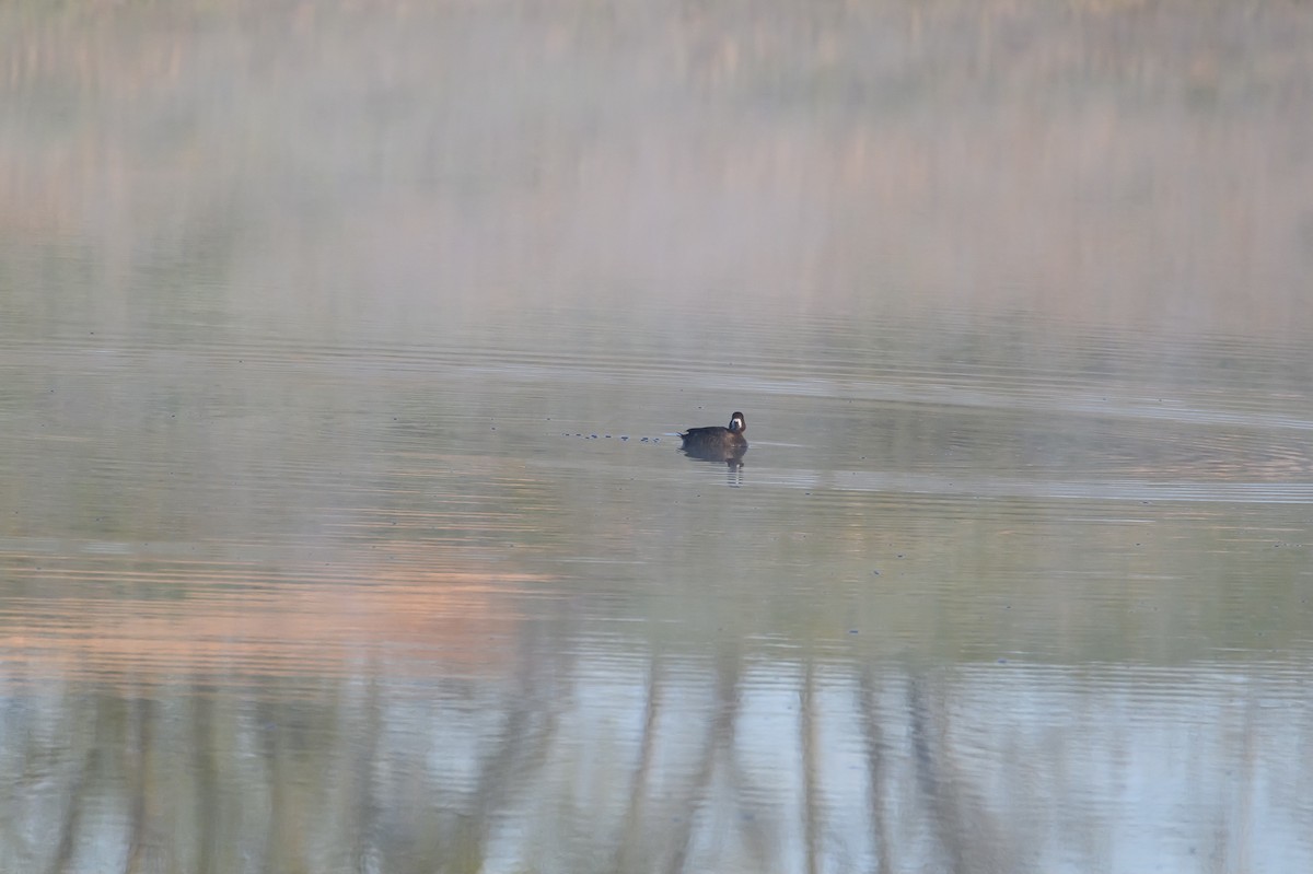 Lesser Scaup - Snappy's View