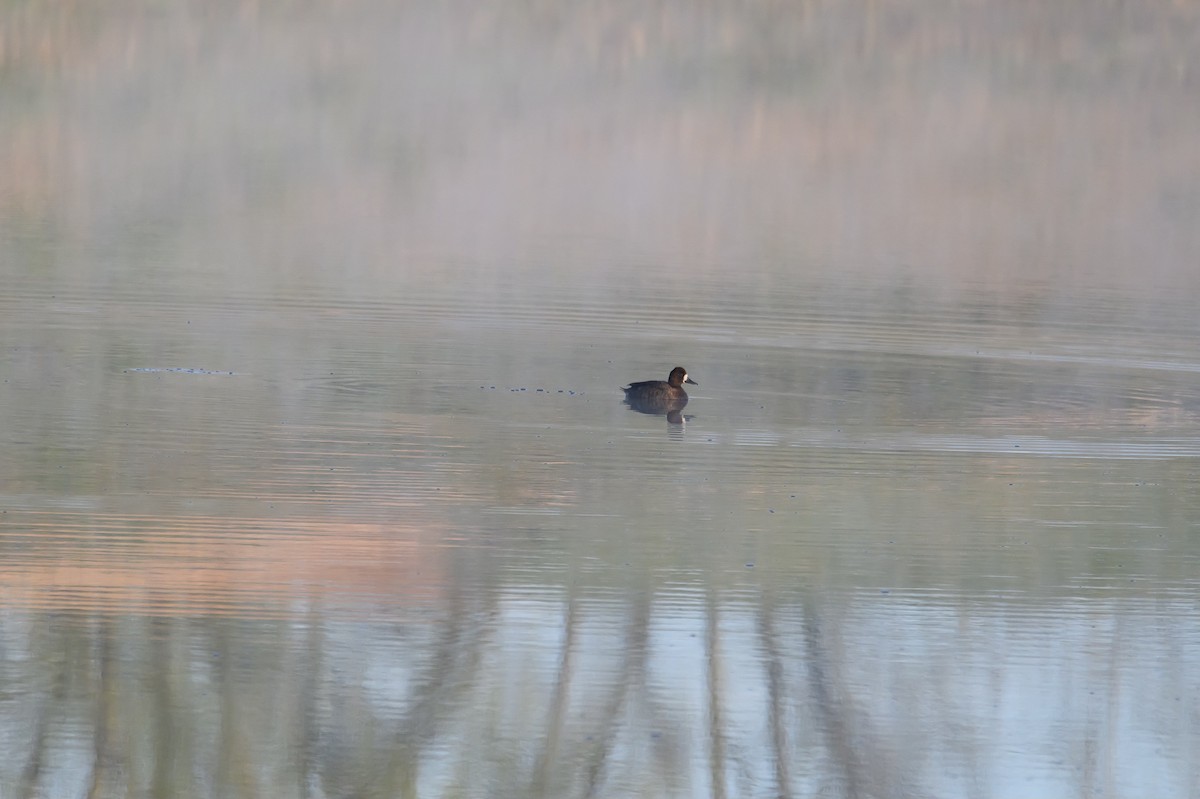 Lesser Scaup - Snappy's View