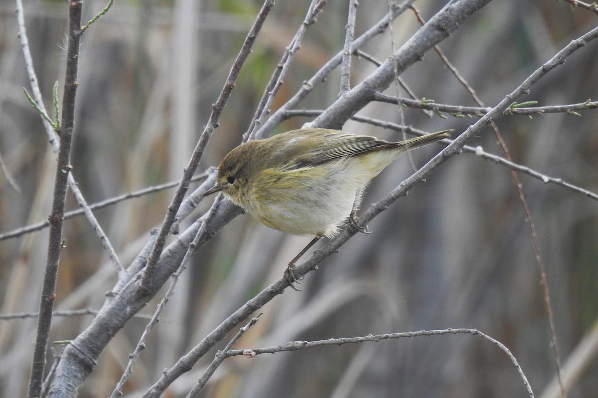 Common Chiffchaff - ML615877868