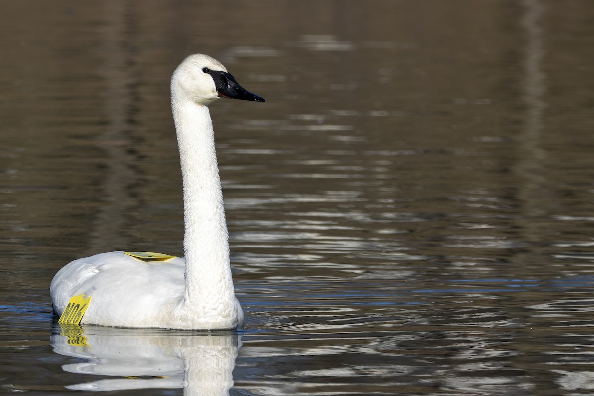 Trumpeter Swan - ML615877912