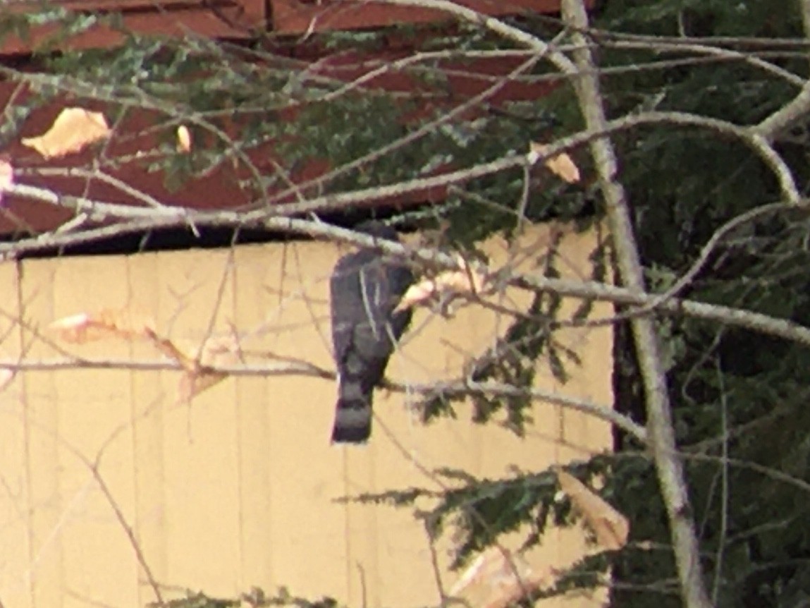 Sharp-shinned Hawk - ML615877920