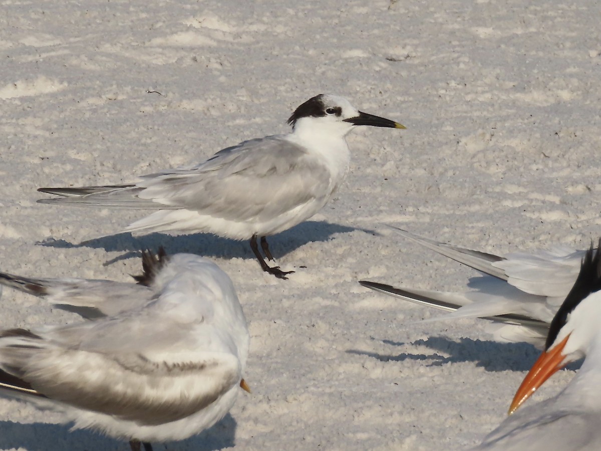 Sandwich Tern - ML615877967