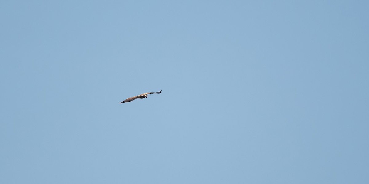 Western Marsh Harrier - Eric Francois Roualet