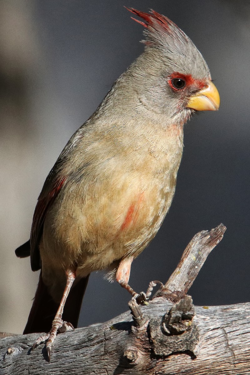 Pyrrhuloxia - ML615878109