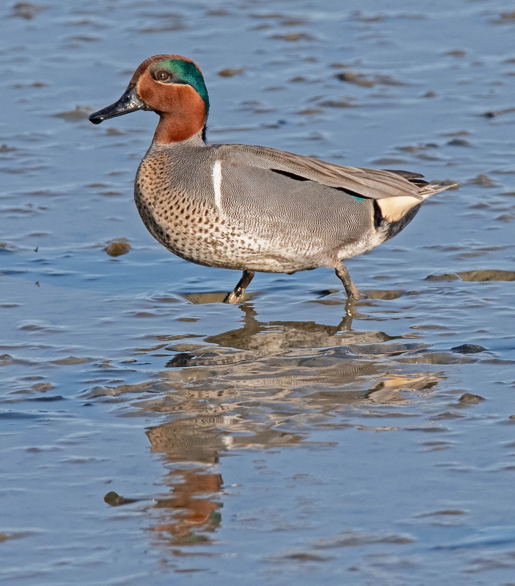 Green-winged Teal - ML615878116