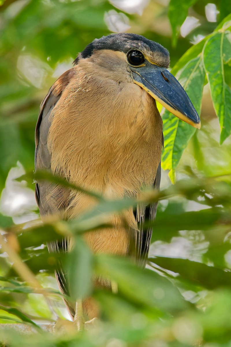 Boat-billed Heron - Matthew Cameron