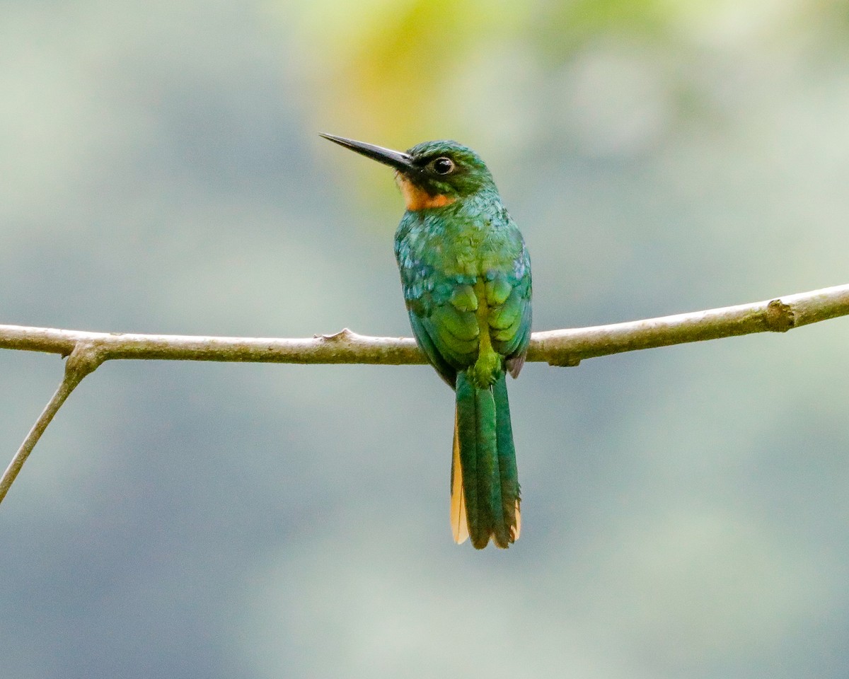 Jacamar à queue rousse - ML615878260