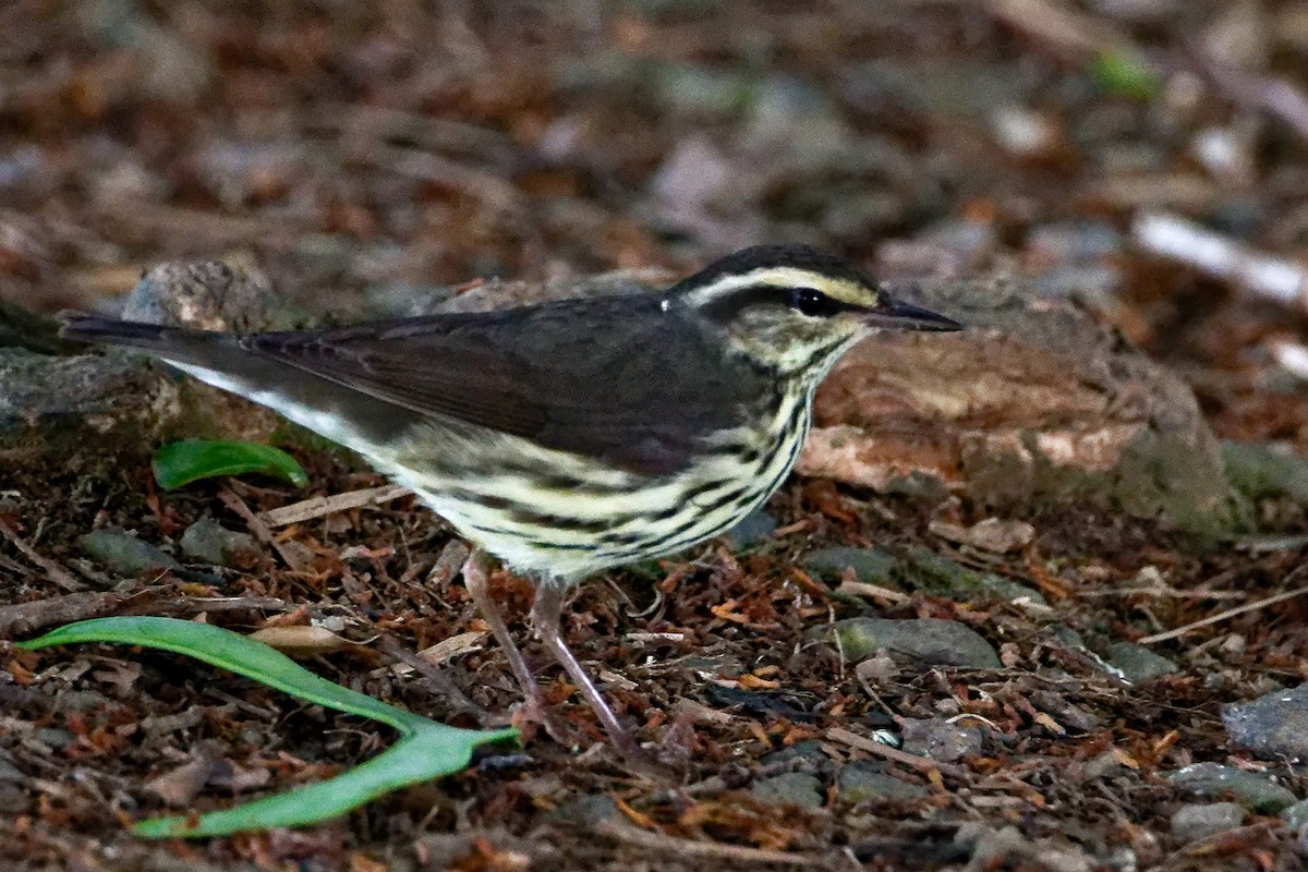 Northern Waterthrush - ML615878382