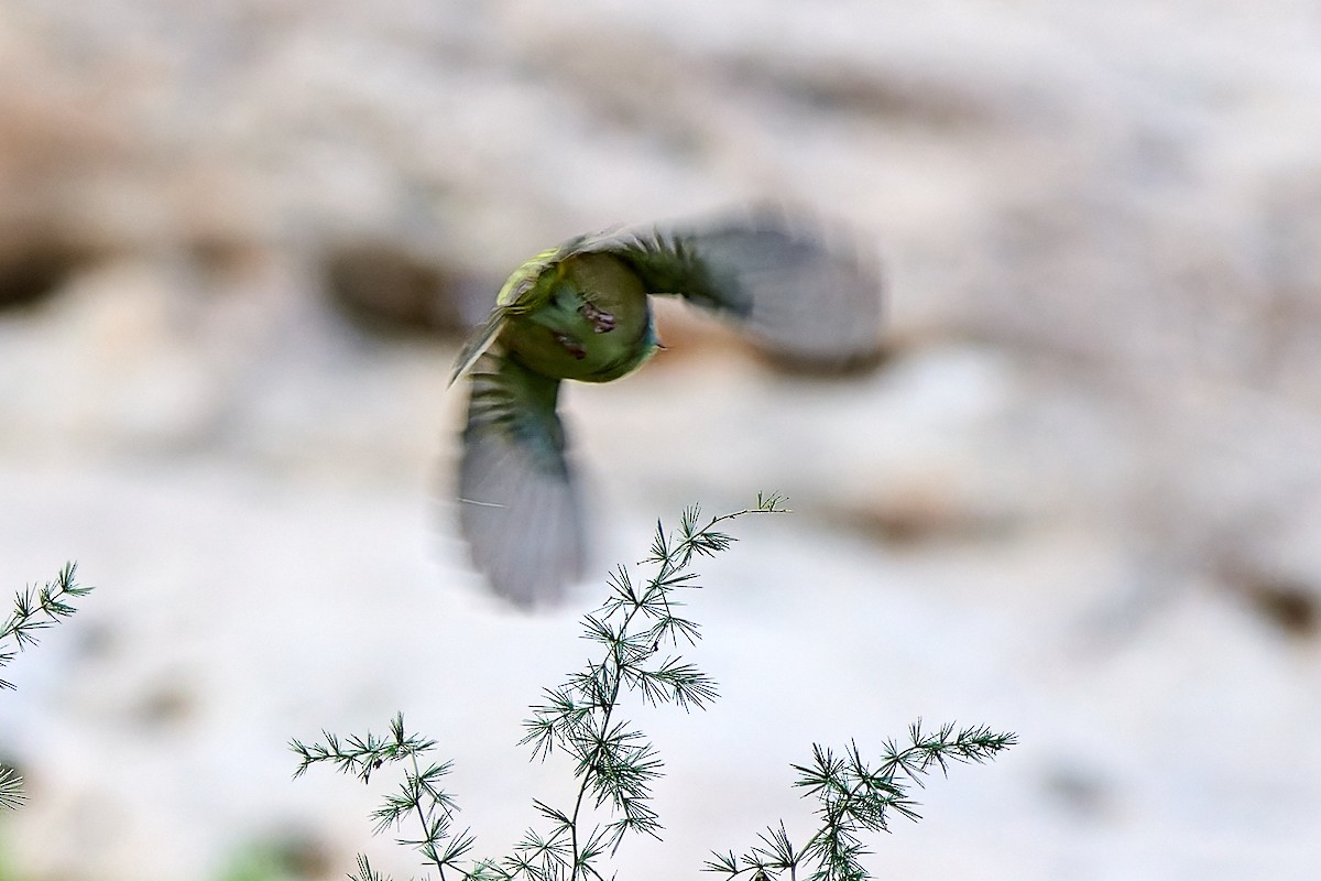 Abyssinian White-eye - ML615878389