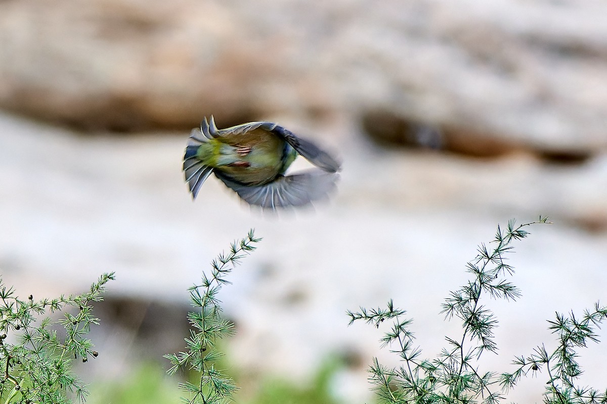 Abyssinian White-eye - ML615878390