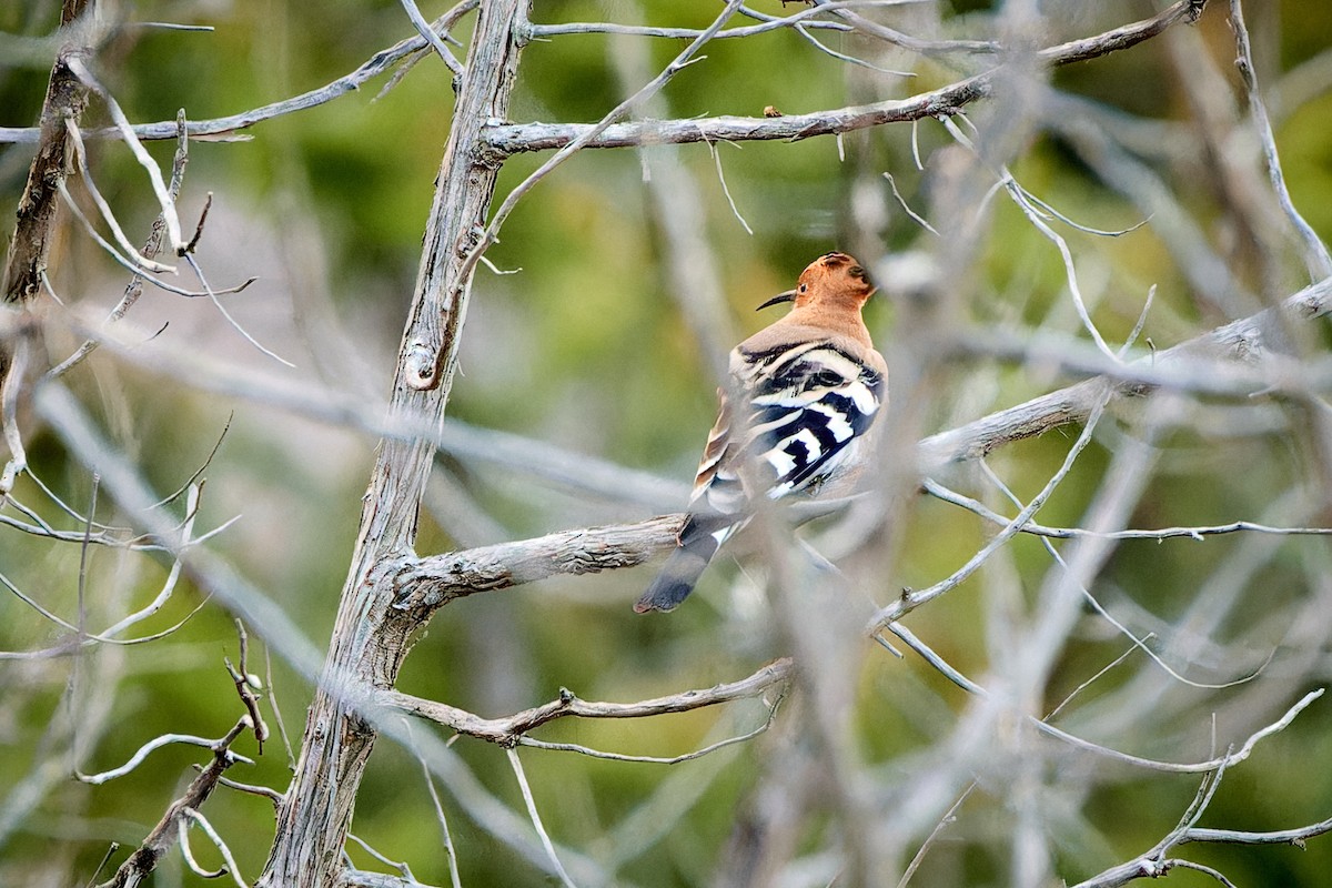 Eurasian Hoopoe - ML615878396