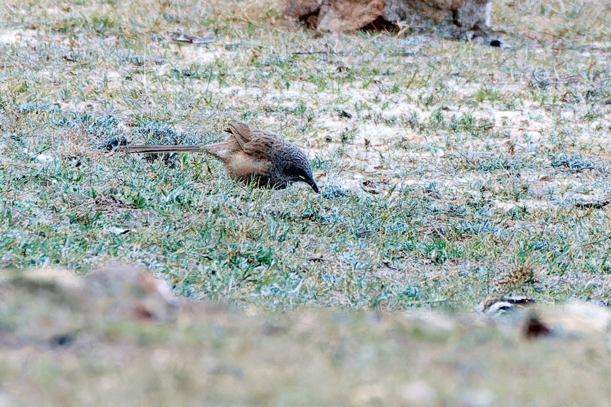 Arabian Babbler - Tomáš Grim