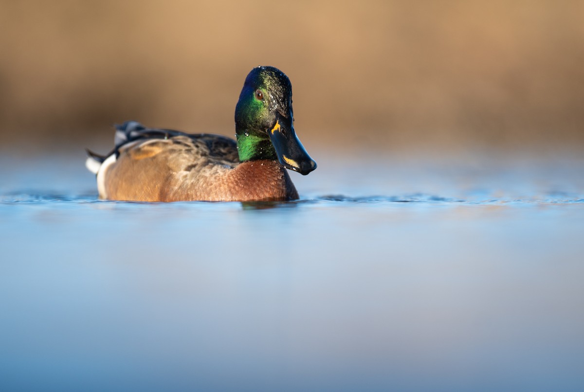 Northern Shoveler x Mallard (hybrid) - ML615878407