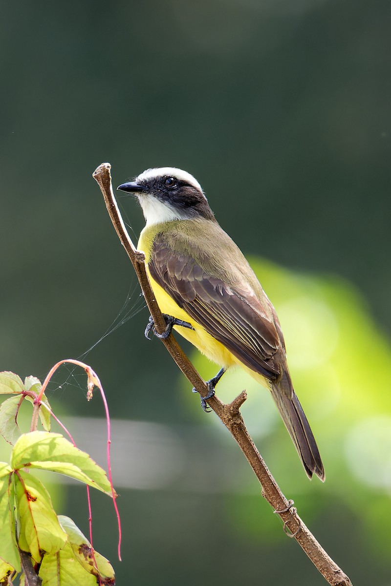 Social Flycatcher - ML615878411