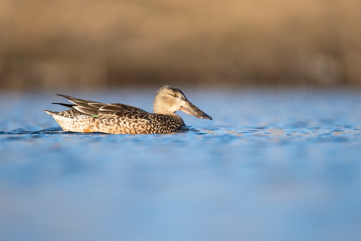 Northern Shoveler - ML615878412