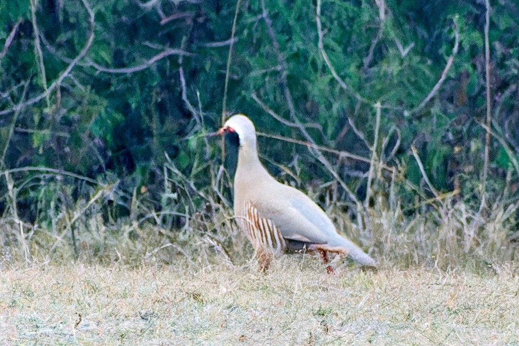 Philby's Partridge - Tomáš Grim