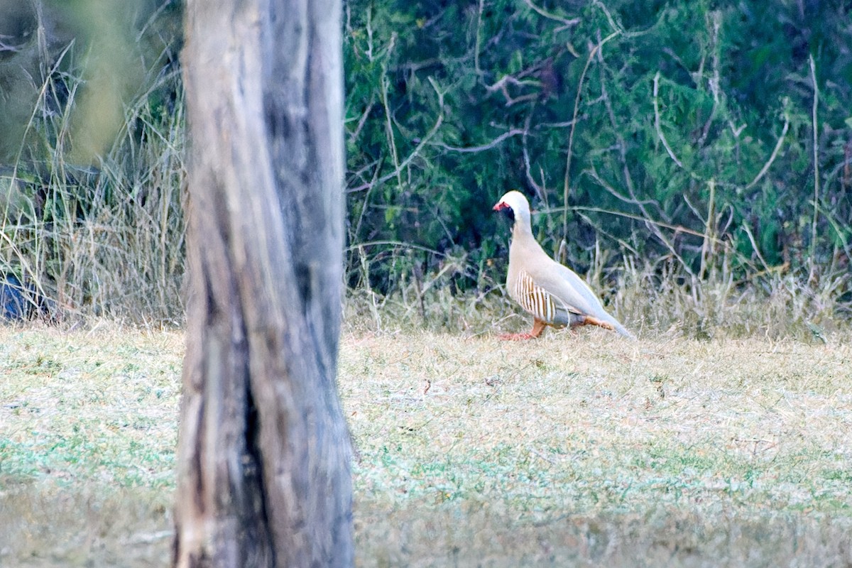 Philby's Partridge - ML615878416