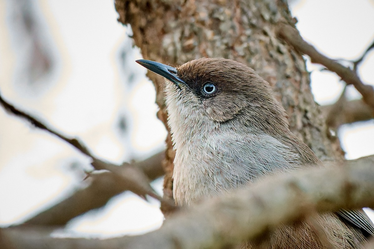 Yemen Warbler - ML615878425