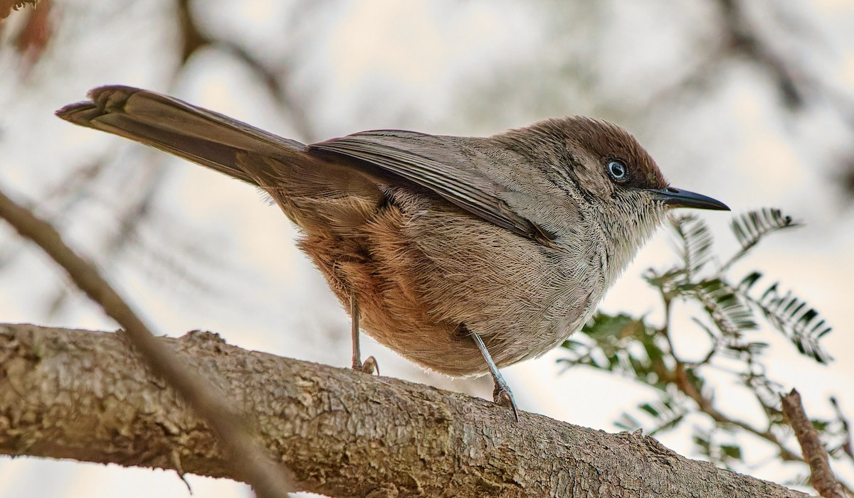 Yemen Warbler - ML615878426