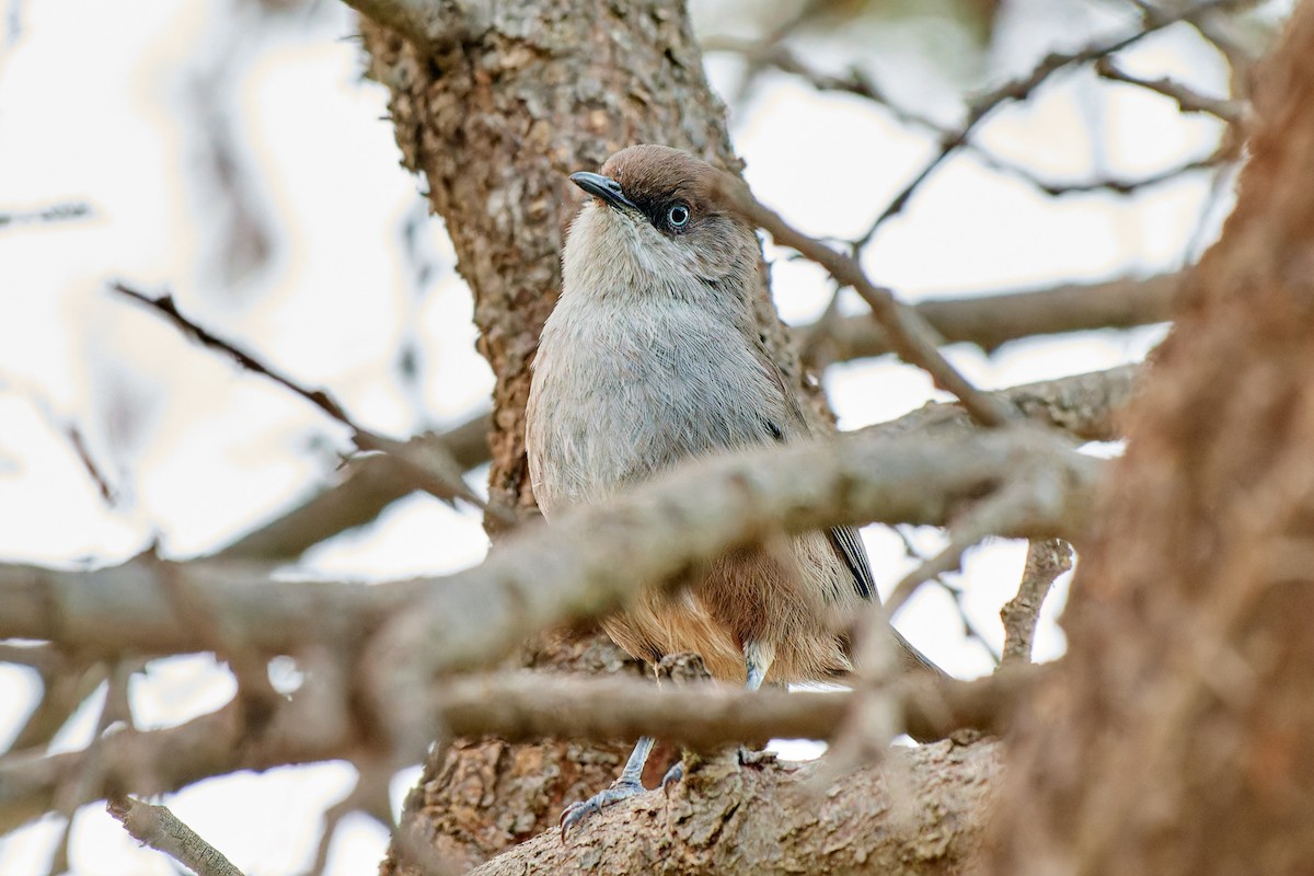 Yemen Warbler - ML615878427