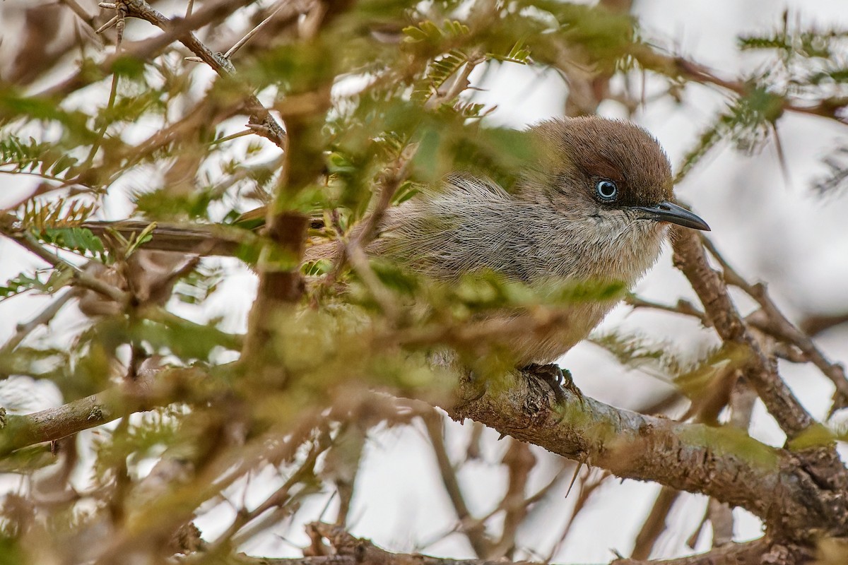 Yemen Warbler - ML615878428