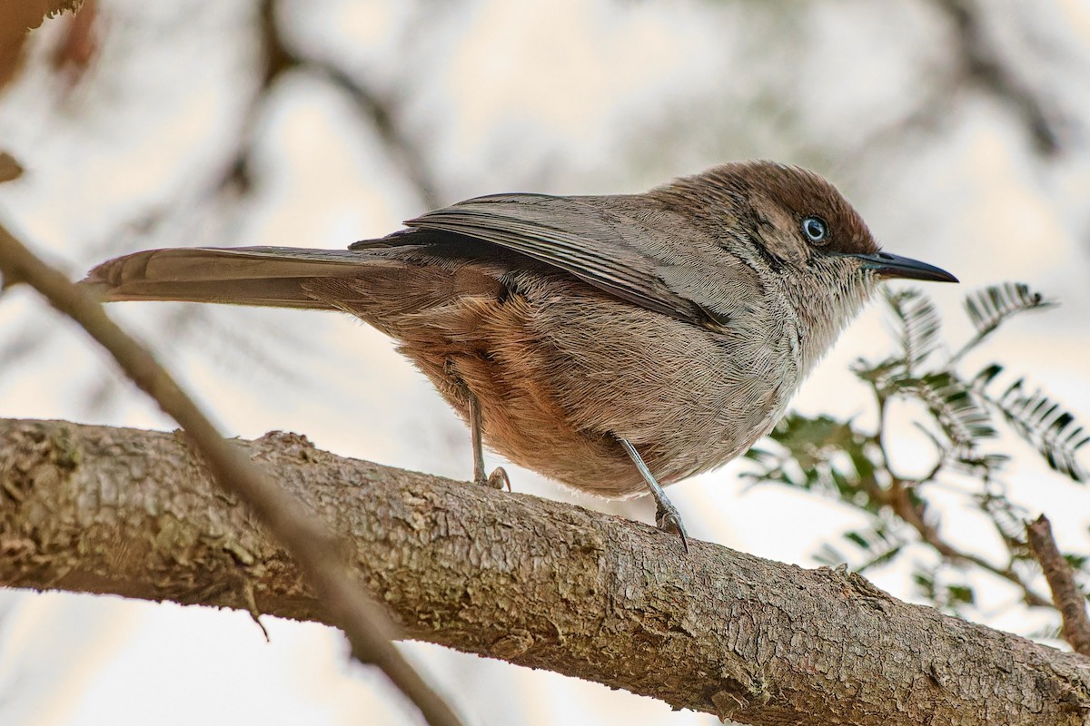 Yemen Warbler - ML615878429