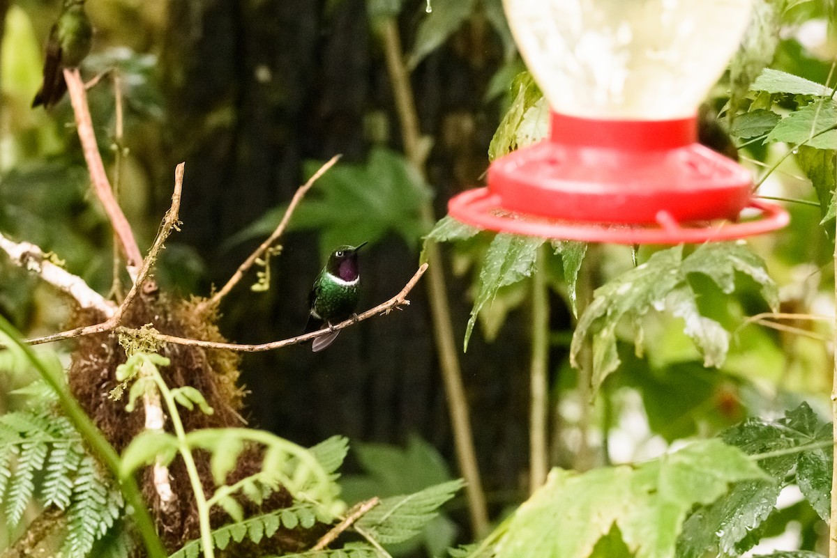 kolibřík bělolímcový - ML615878441