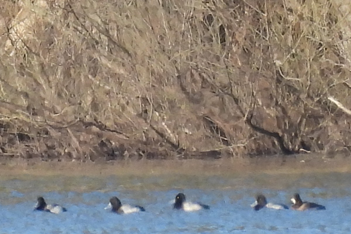 Lesser Scaup - Mark DiGiovanni