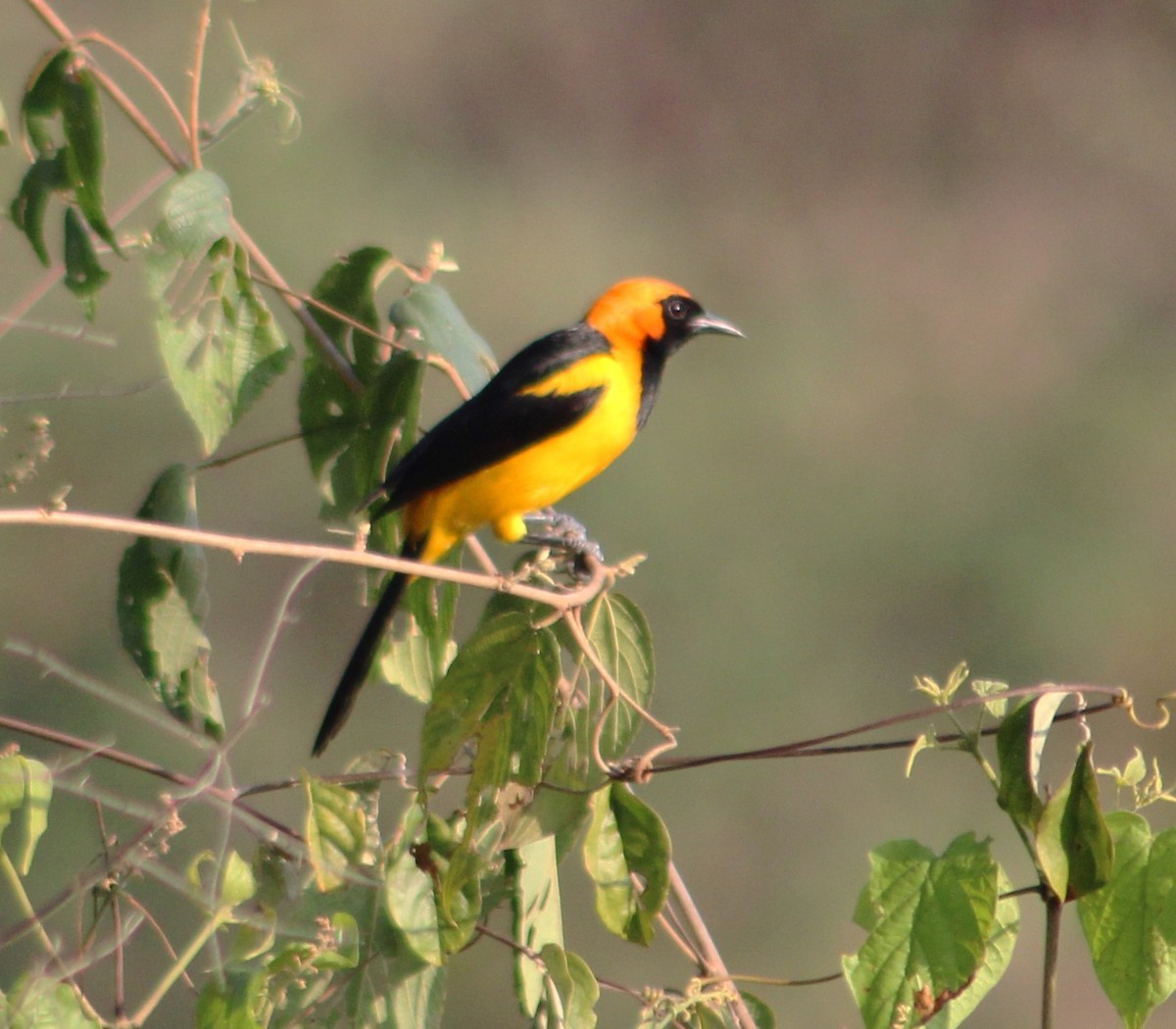 Orange-crowned Oriole - T L P L