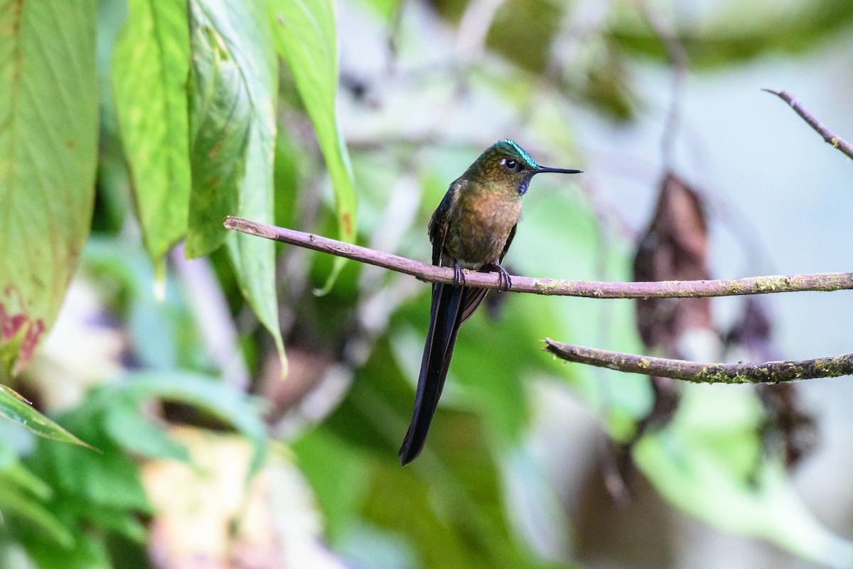 Violet-tailed Sylph - ML615878519