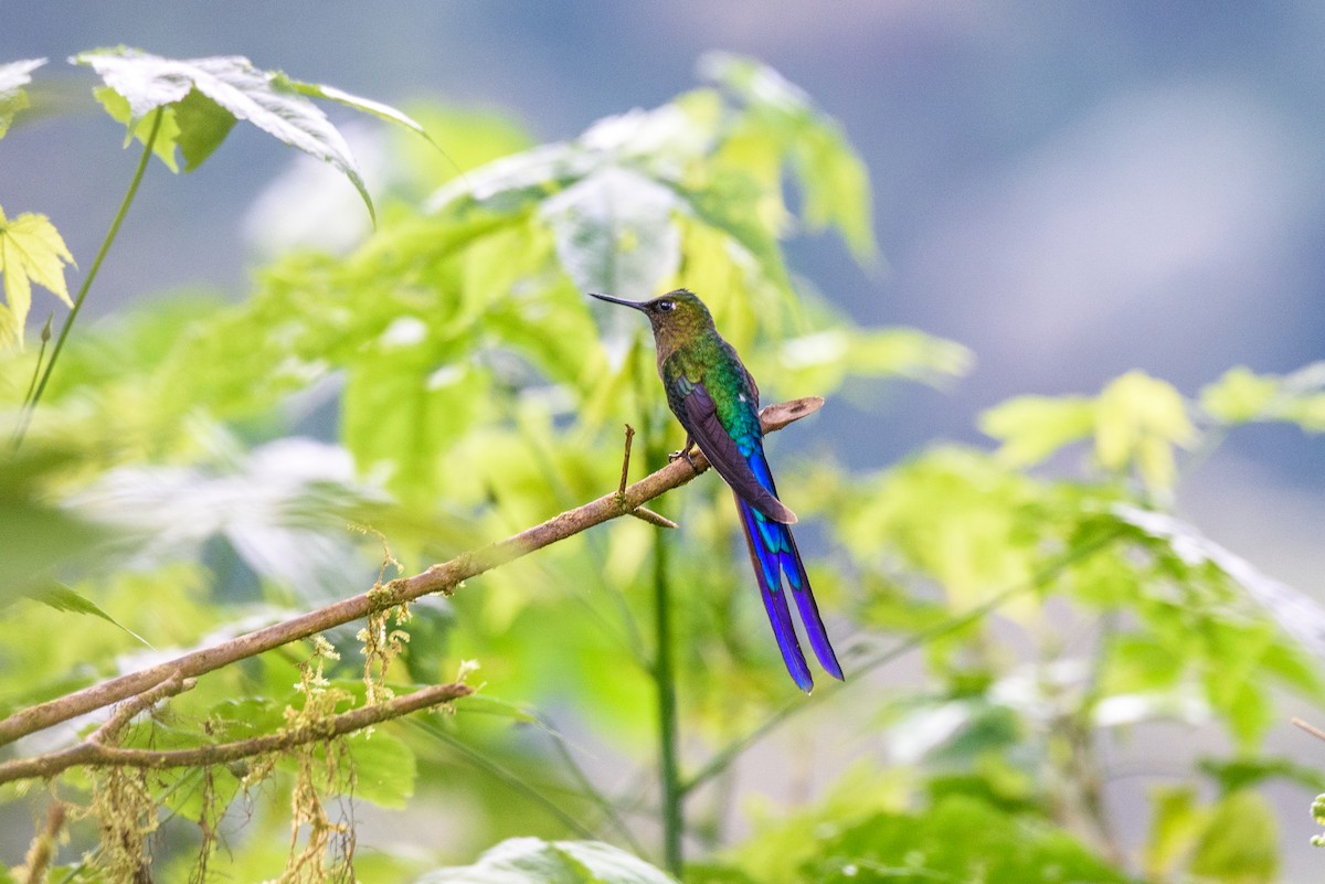 Violet-tailed Sylph - ML615878521