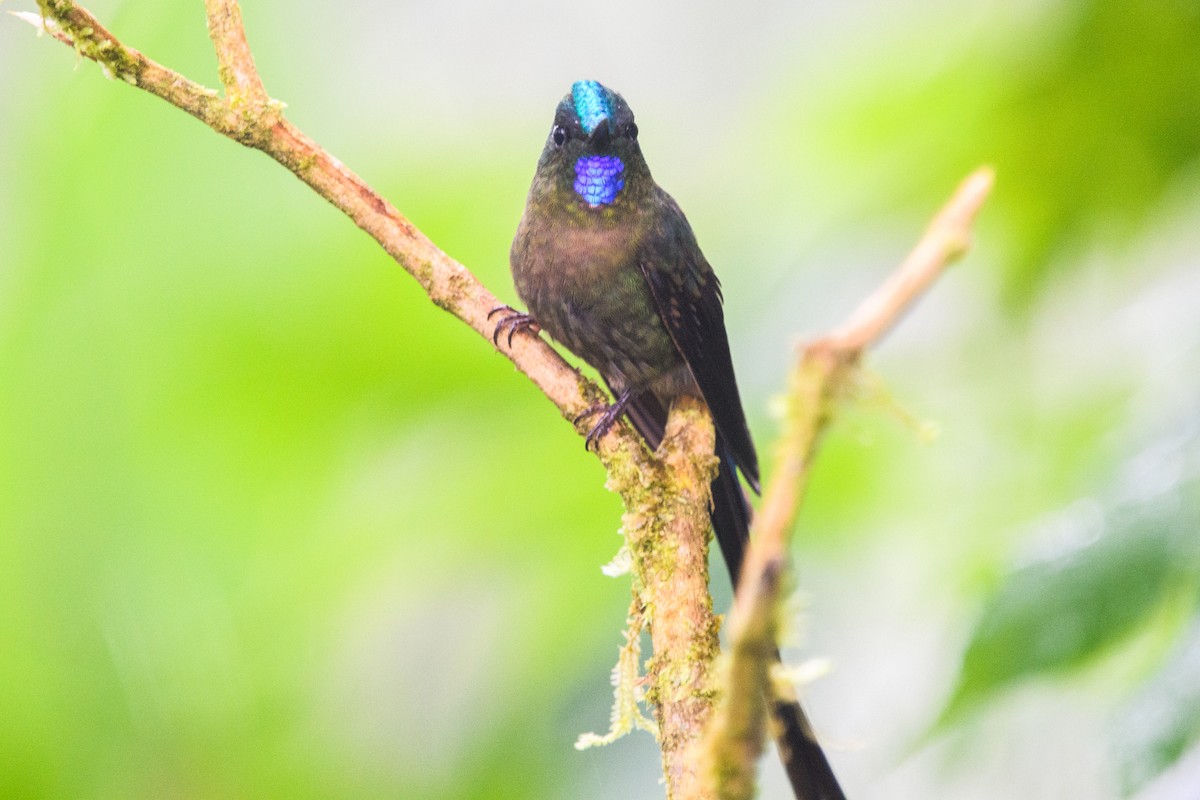Violet-tailed Sylph - ML615878523