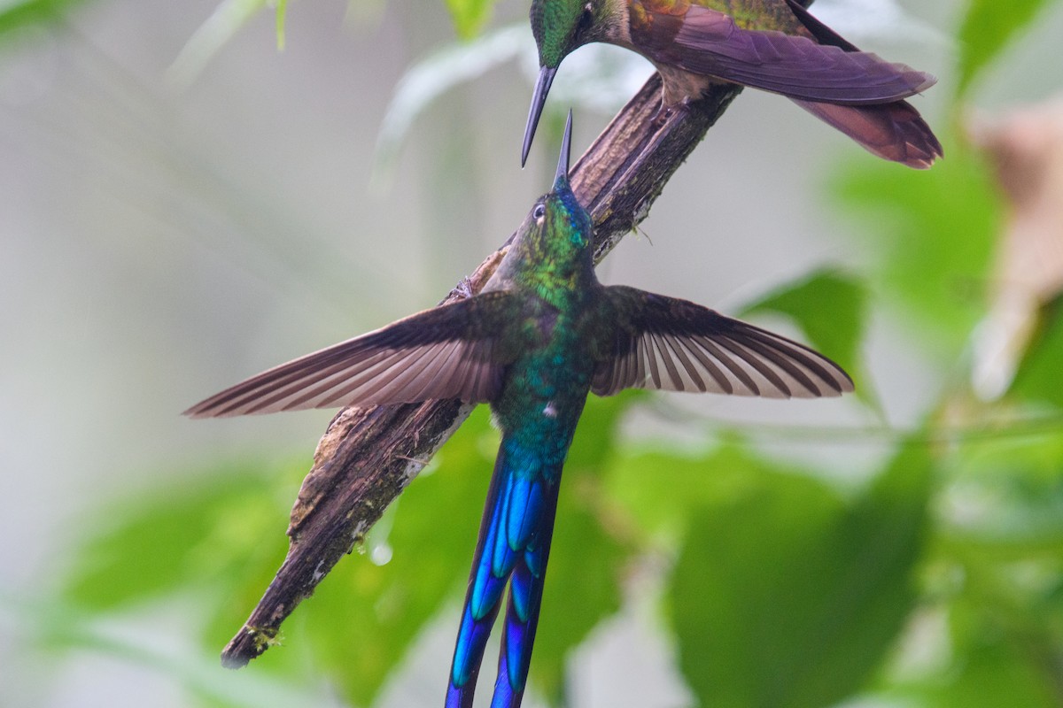 Violet-tailed Sylph - ML615878525