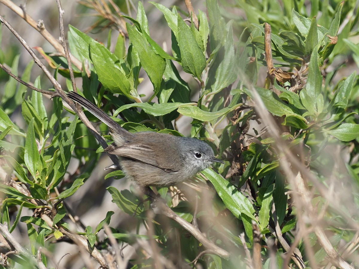 California Gnatcatcher - Keith Parker